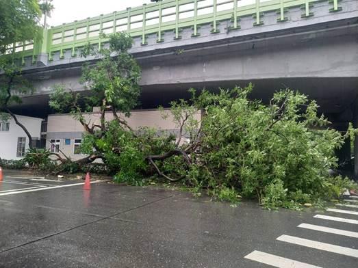 (圖1)辛亥路1段有樹木過度傾斜而有貨車撞擊造成事故