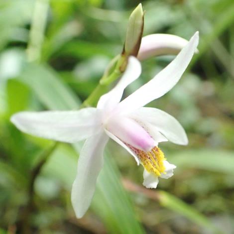 圖2「臺灣白及」雪白花瓣微透嫩粉光澤，姿態清雅秀麗。