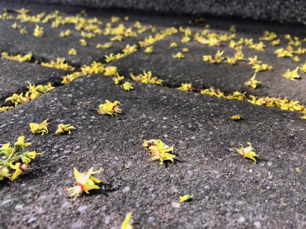 圖三、欒樹黃花散落一地