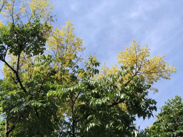 圖二、黃花朵朵正在盛開