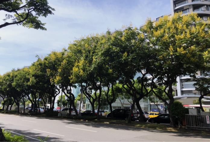 圖一、整排欒樹爭奇鬥艷