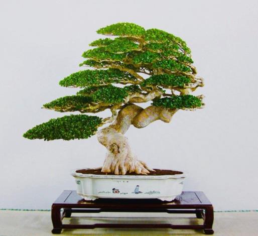 圖1.米葉壽娘子盆景作品