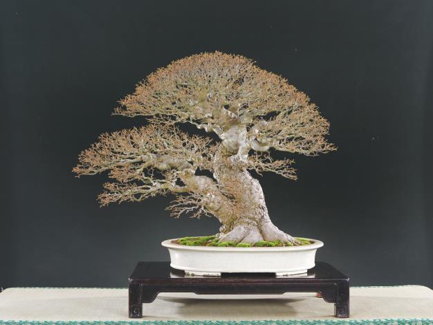 圖4.漢風獎得獎作品~毛朴