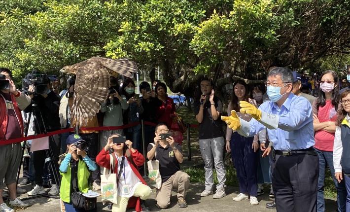 柯市長野放鳳頭蒼鷹的英姿(七星生態保育基金會提供)
