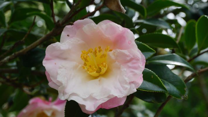 圖9. 淡粉色重瓣茶梅