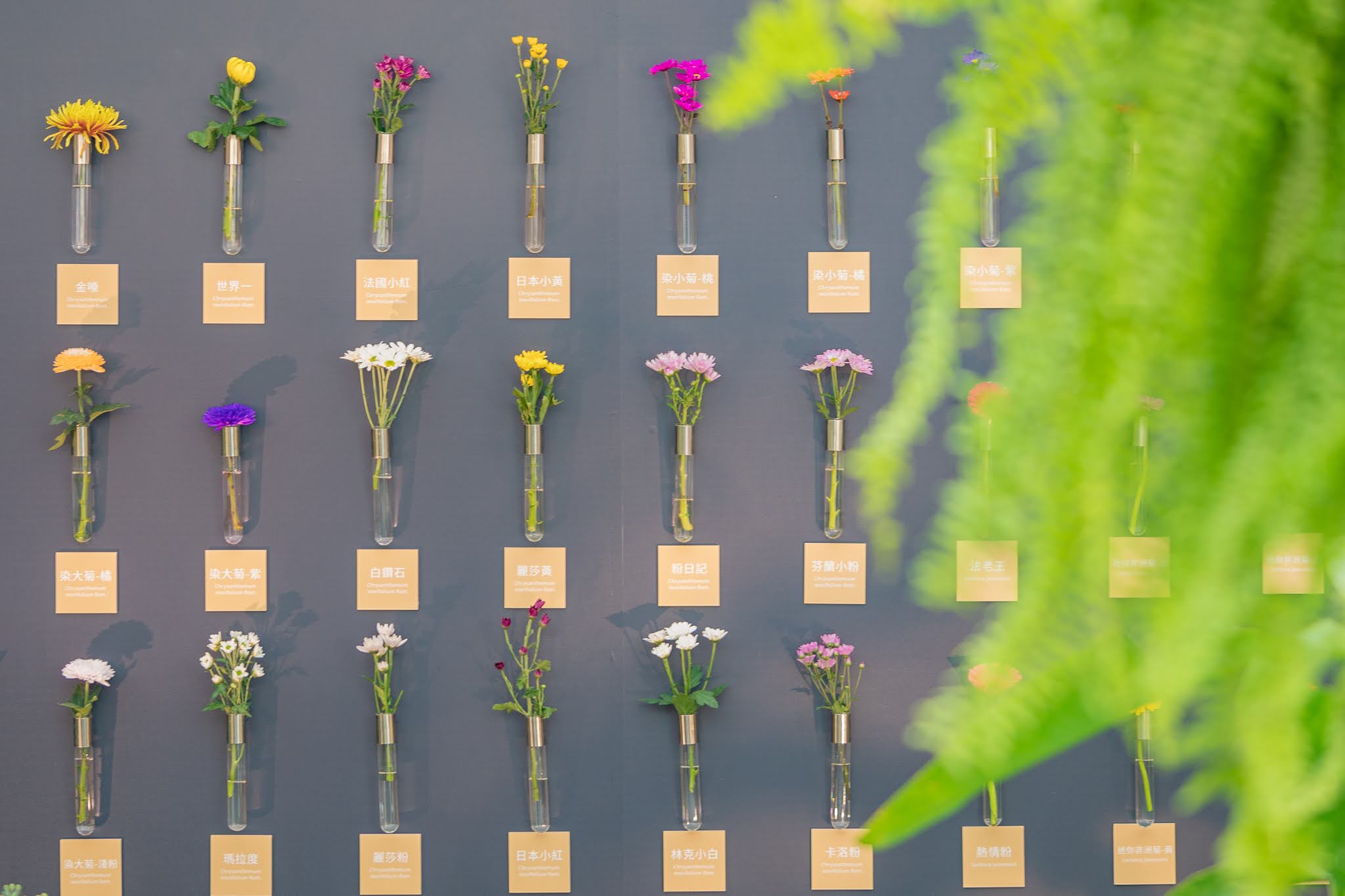 圖3.有如糖果工廠般的菊花棒棒糖