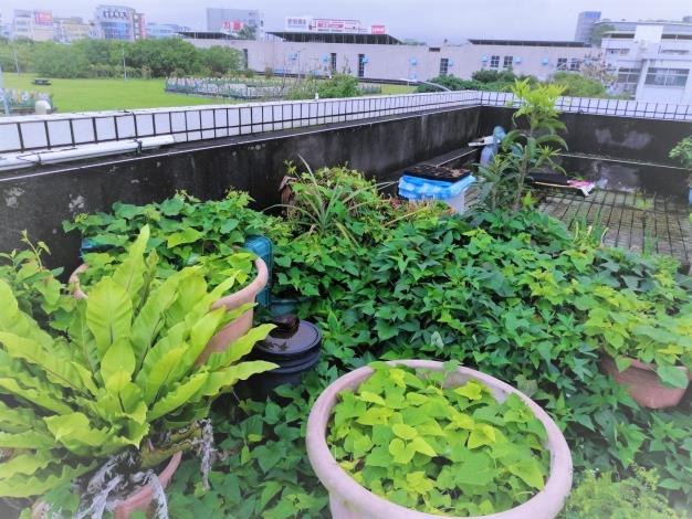 圖2綠屋頂菜園使用土壤改良劑，種植地瓜葉也生長茂盛
