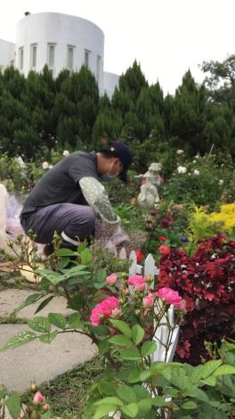 圖6 苗圃員工精心整理玫瑰花海。