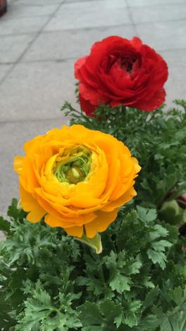 圖4陸蓮花是葉子像芹菜、花兒像牡丹，又名「芹葉牡丹」。