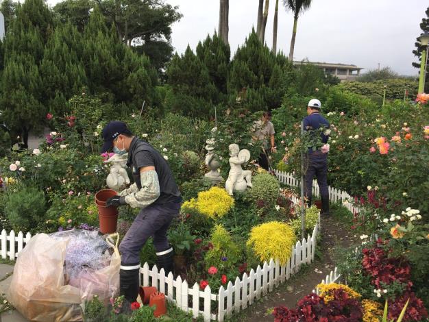 圖7苗圃員工精心整理玫瑰花海。