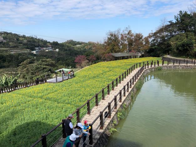 樟樹步道魯冰花海.JPG