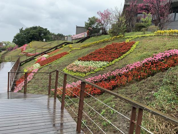 貓纜貓空站四季秋海棠