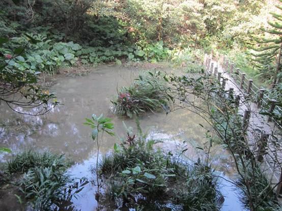 (圖6) 野間的小溪植物在不同季節氣候產生不同景觀