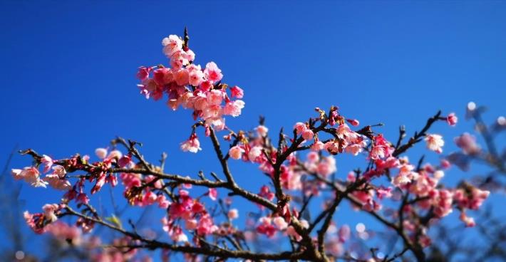 圖1景化公園是只要搭捷運，就可以輕鬆抵達的追櫻秘境(照片由林長淇及隆和里里長提供)!