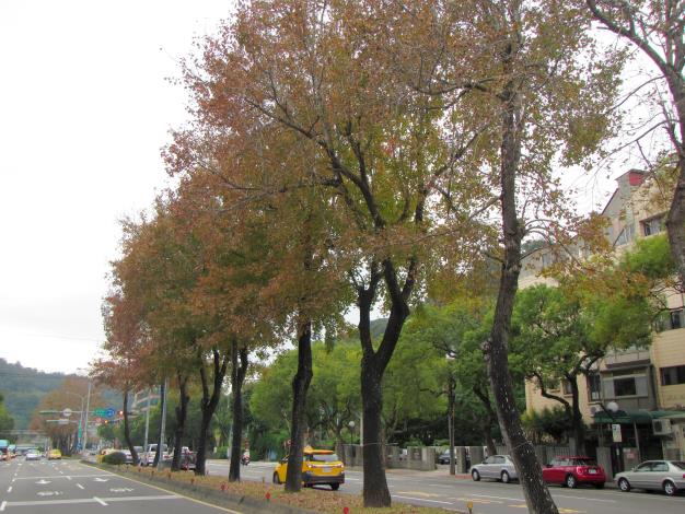 (圖3)至善路2段楓紅優雅變裝
