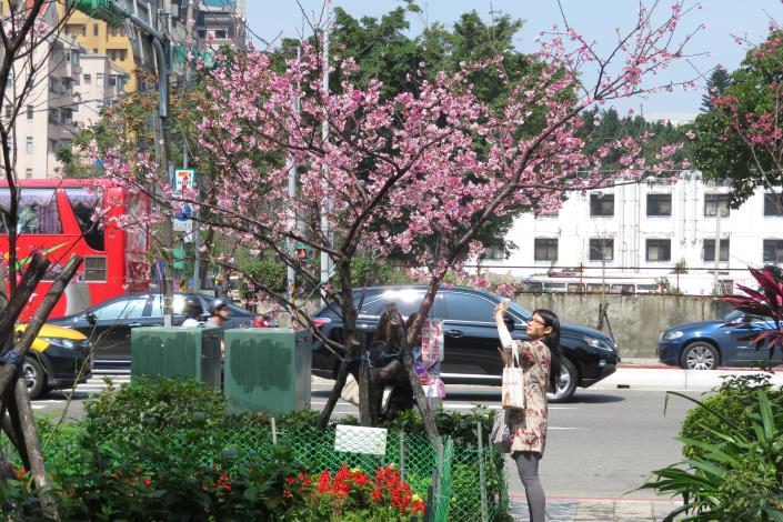(圖5) 滿枝櫻花不用上山也可欣賞到.JPG