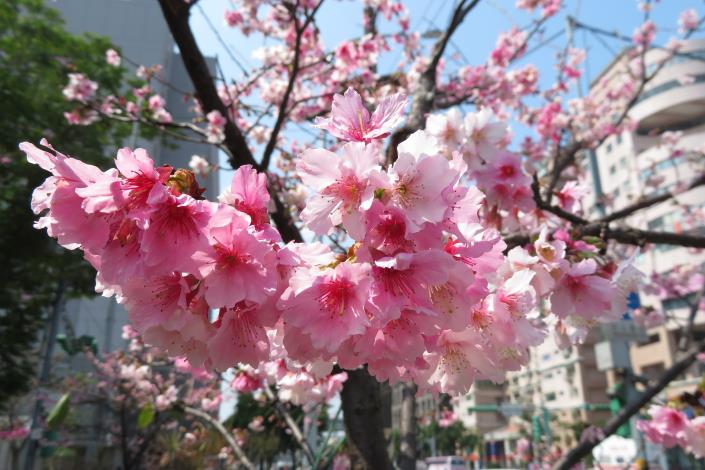(圖1) 士林120號綠地寒櫻盛開滿枝粉白.JPG