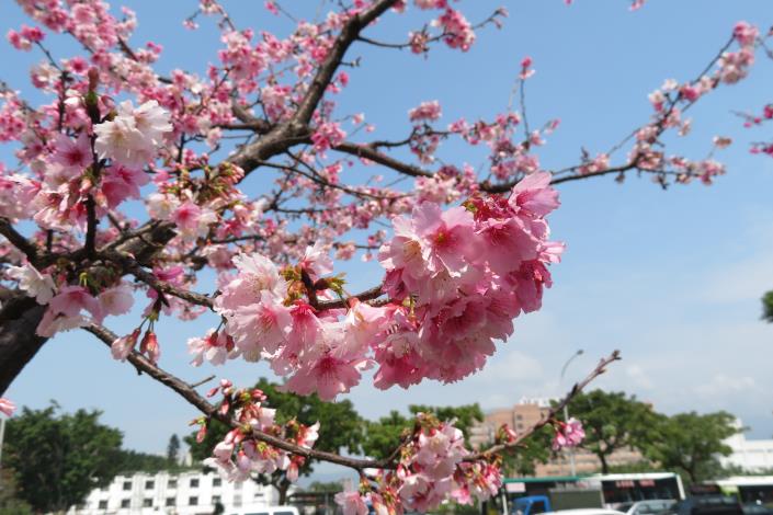 (圖2)同株寒櫻有不同花色因此有三色櫻別稱.JPG