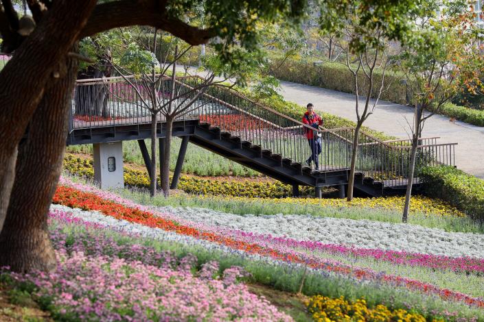 圖一、北投社三層崎花海花況.JPG