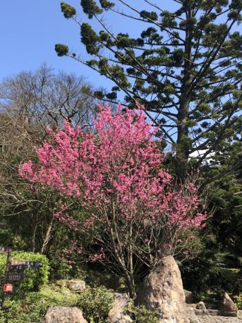 (圖3)23陽明公園櫻花花況