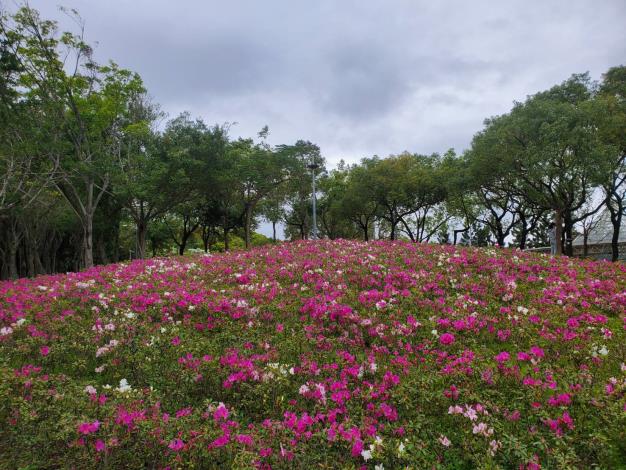 圖3.音樂台後山坡有隱藏版杜鵑花海