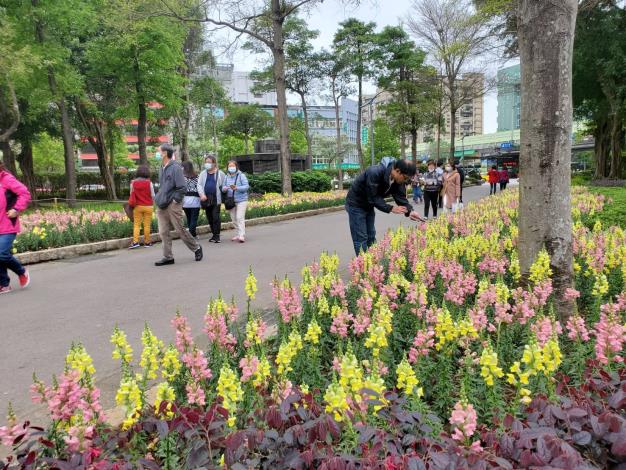 圖9.搭配季節草花金魚草 進入公園便可感受活潑感