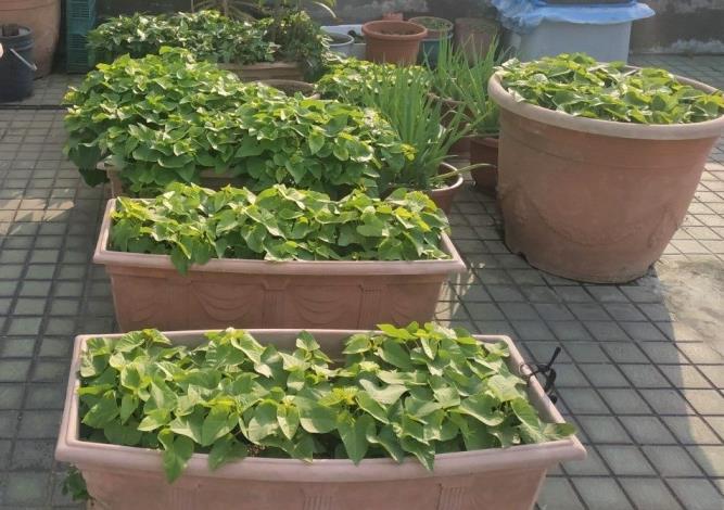 圖2綠屋頂菜園使用土壤改良劑，種植的地瓜葉也生長茂盛