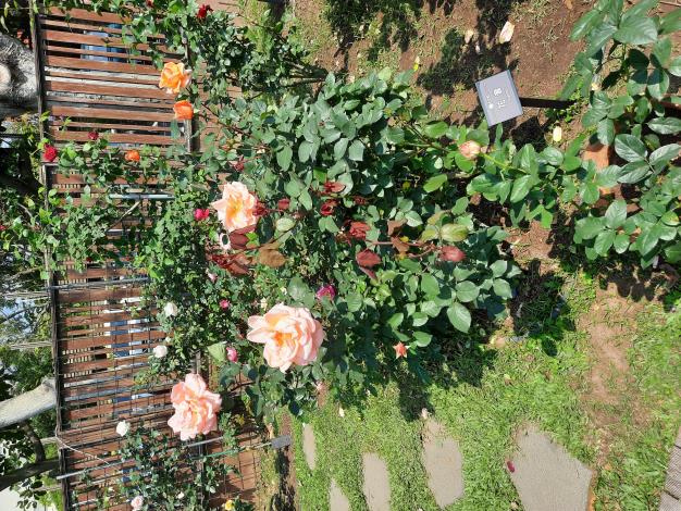 圖9來自日本、比手掌還大的鮮橙色「花音」，花型優美帶有香甜的水果清香。
