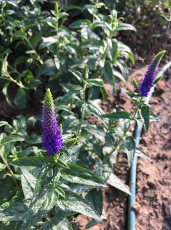 圖5有追風草之稱的「穗花婆婆納」，在森林大火後最快生長的花草，花語為勇氣。