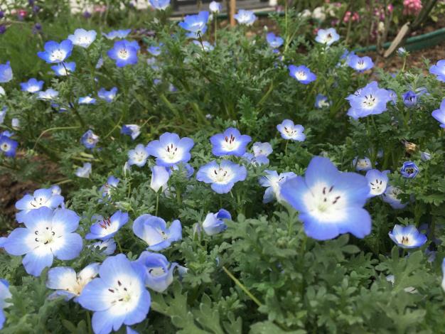 圖3五彩玫瑰區有如夢似幻的朵朵藍蝶紛飛的「粉蝶花」。