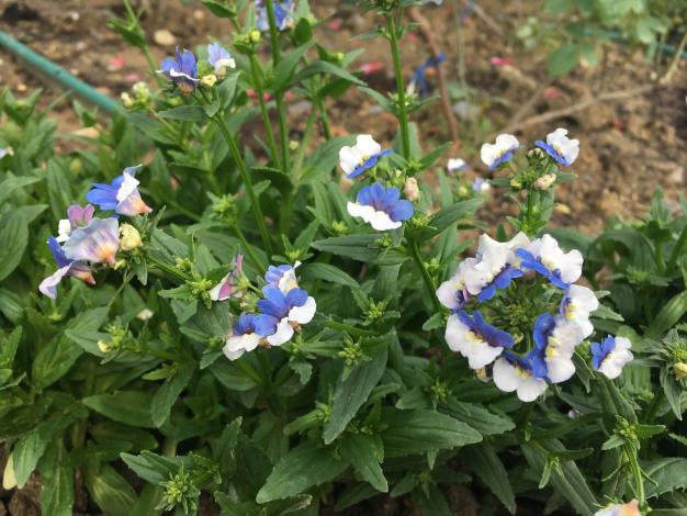 圖4來自非洲的「囊距花」，花瓣背面有淺囊狀的距，有些品種花瓣上會有小斑點，也開發出雙色品種。