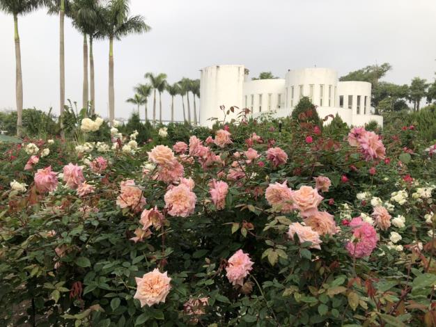 圖2玫瑰花海區比人高的玫瑰花叢，是許多遊客必拍打卡景點