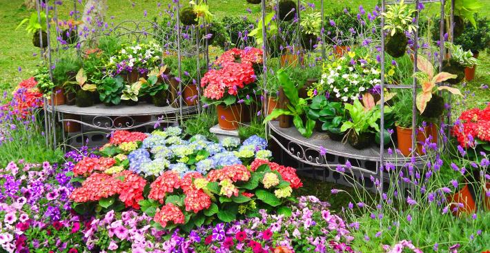 繡球花、羽葉薰衣草、歐洲牽牛、觀葉植物苔球等