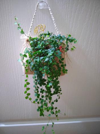 圖4、5月21日「植物苔球DIY」