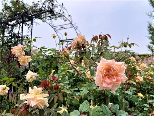 圖2. 臺北玫瑰園花況佳，花期可望至5月初。