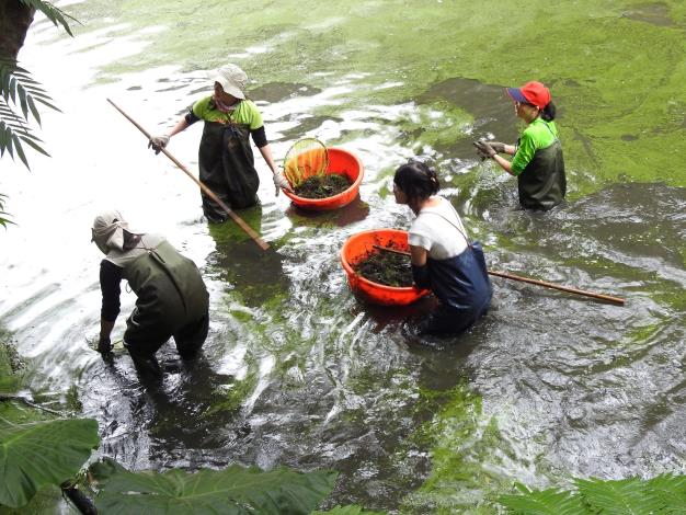 木柵公園萃湖志工團隊每年定期進行棲地維護