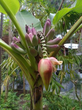 臺灣芭蕉花序  陳坤燦圖片提供
