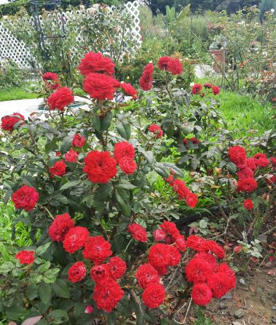 圖8「My Rose」屬火紅色的盃型至簇生型,四季開花,高溫時呈現亮紅色的簇生狀花型,圓滾