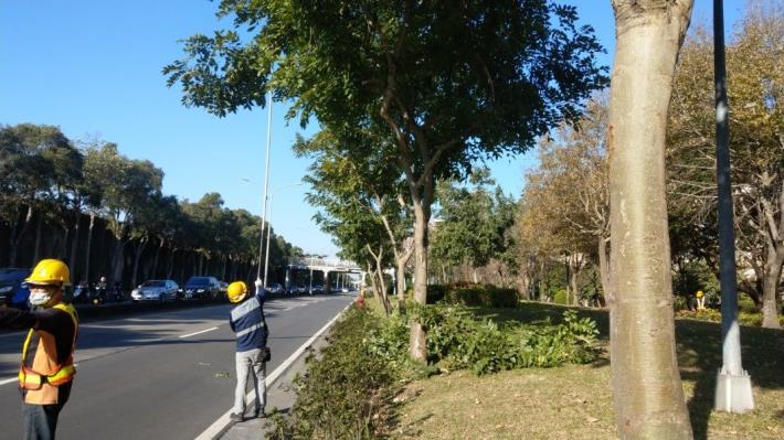 (圖1) 計畫性修剪樹木
