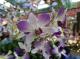 圖4.市場名為「阿里郎」的品種是淡雅的紫色花
