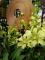 圖6.「綠色幻想」石斛蘭翠綠的花朵有耐久的觀賞期，是花藝設計師最愛