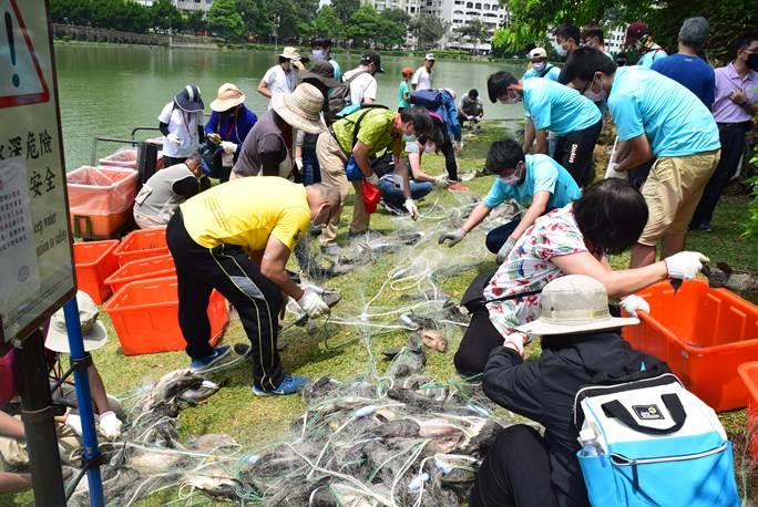 110年5月於碧湖公園移除外來魚種照片