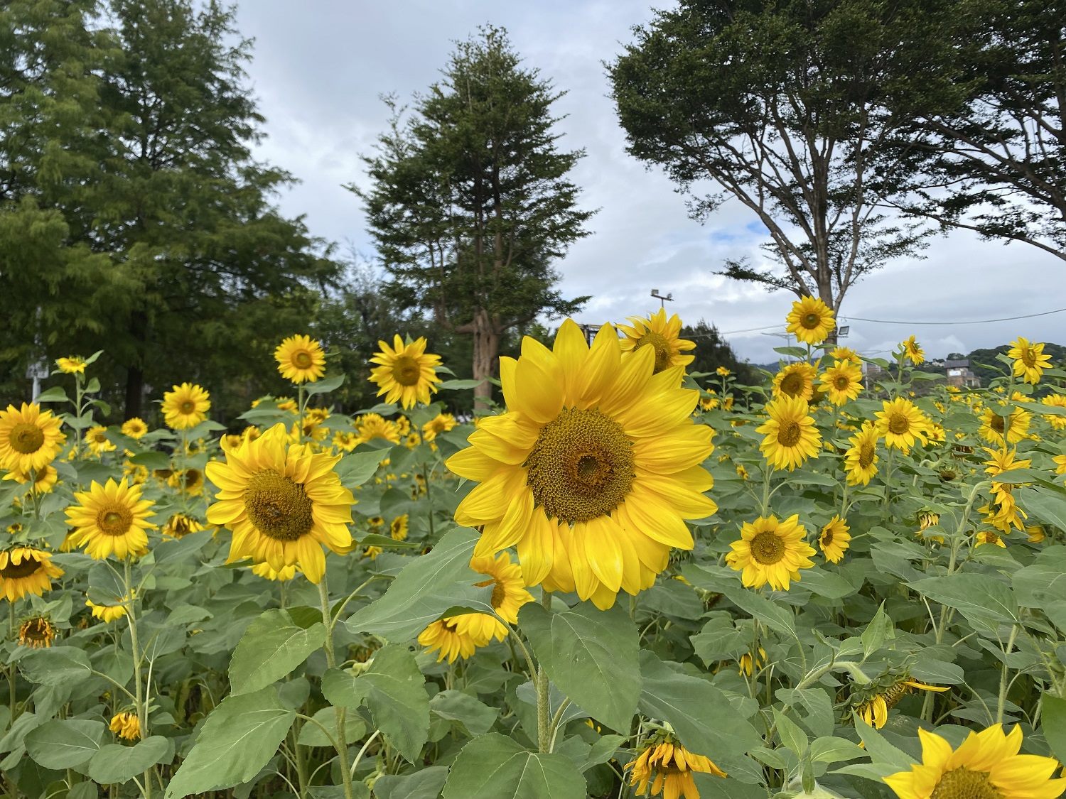 圖1 . 帶您徜徉市區難得的一見的向日葵花海