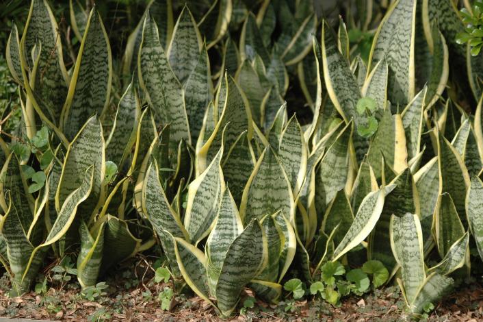 圖6.虎尾蘭是常見居家淨化空氣植物  陳坤燦攝