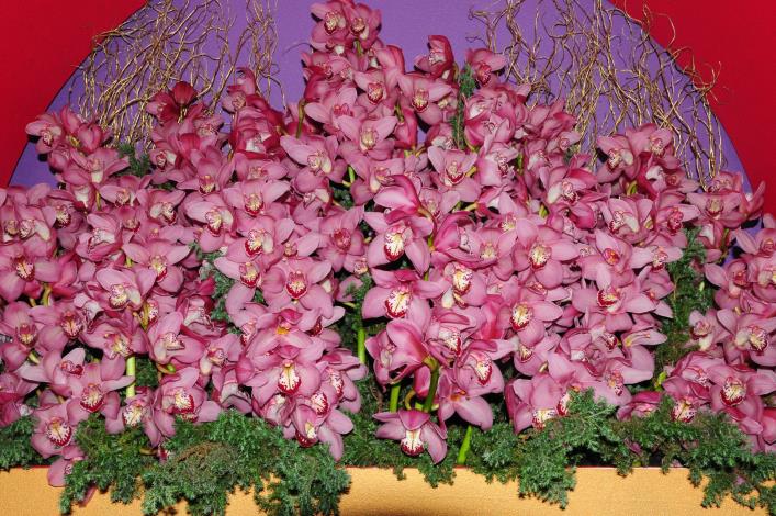 圖3.虎頭蘭是受歡迎的年節花卉  陳坤燦攝