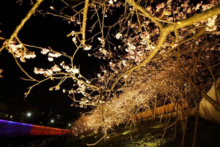 附圖5-樂活夜櫻季櫻花步道照片