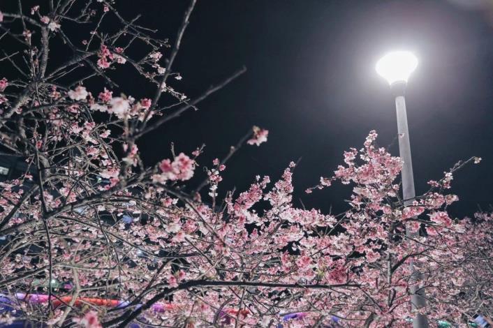 附圖2-樂活夜櫻季櫻花照片