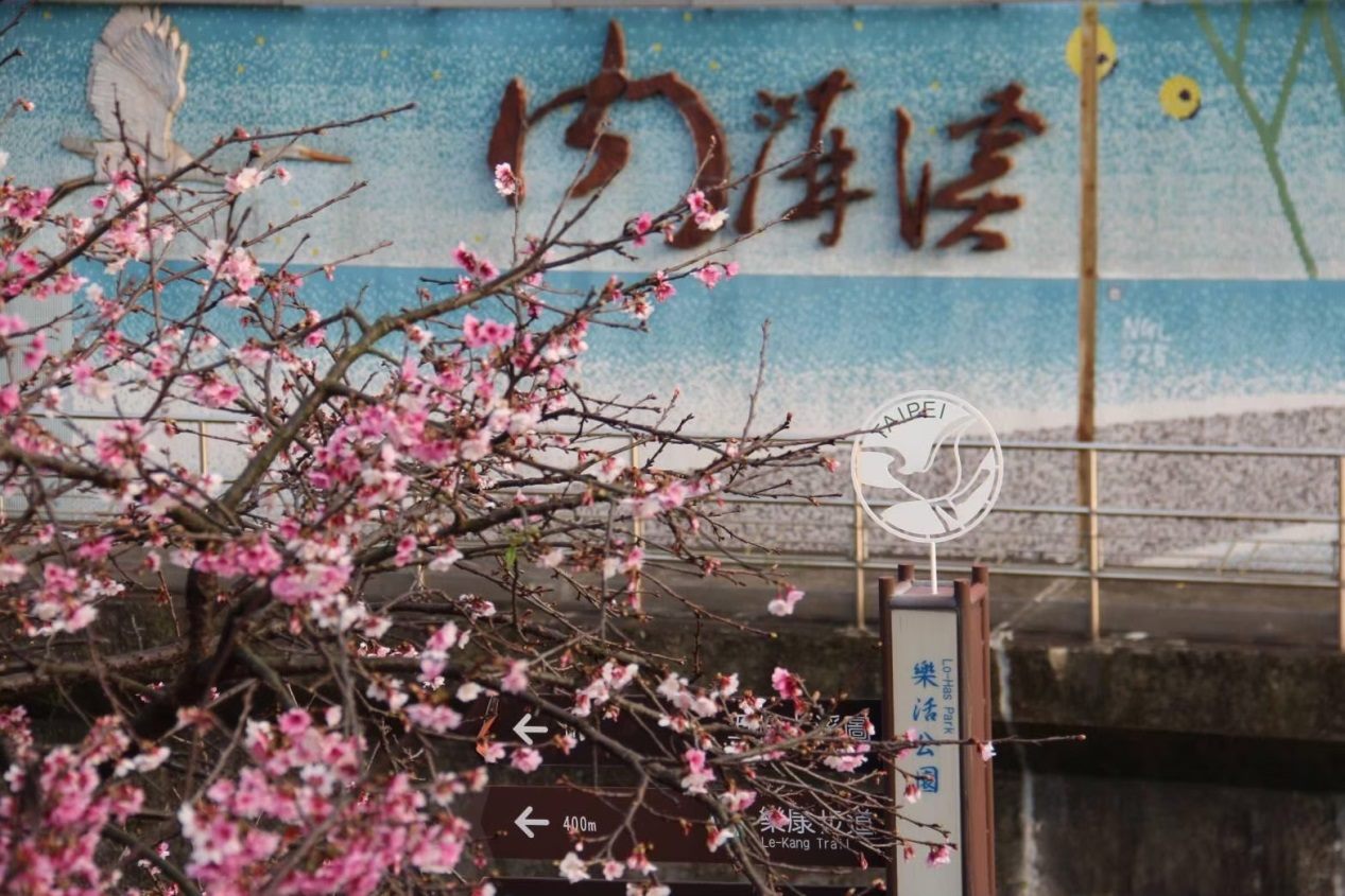 附圖10-樂活夜櫻季櫻花步道照片