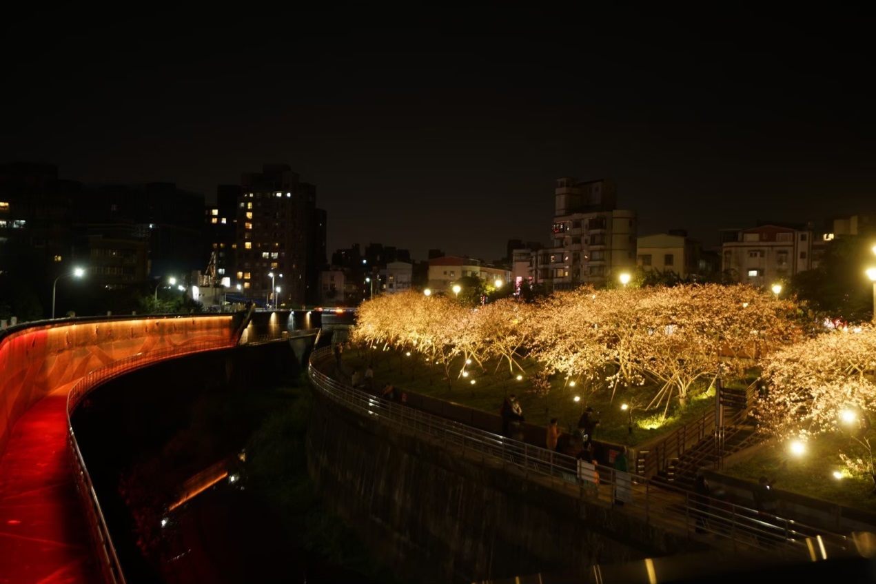 附圖6-樂活夜櫻季櫻花步道照片