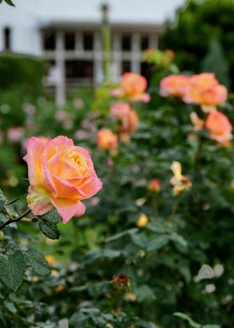 圖5臺北玫瑰園全年都有玫瑰花可以欣賞。 Daidai Chang拍攝